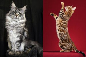 Top 10 Most Popular Cat Breeds in the World Ragdoll, Persian and More Check Full List Inside